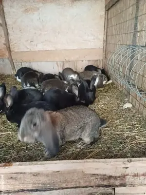 iepuri berbec german - imagine 4