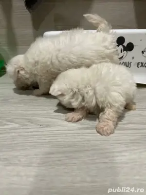 Bichon Maltez  - imagine 2 Bichon Maltez  - imagine 2