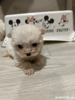 Bichon Maltez  - imagine 3 Bichon Maltez  - imagine 3