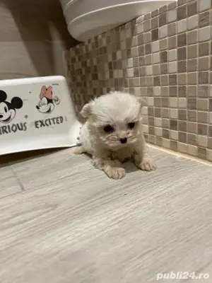 Bichon Maltez  - imagine 4 Bichon Maltez  - imagine 4