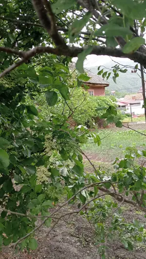 Casa la tara pe Valea Oltului - imagine 4