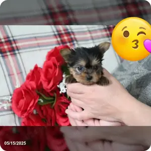 Yorkshire mini toy transport gratuit 