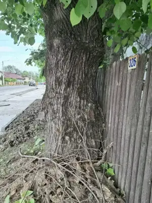 Tei trunchi și ramuri - imagine 3