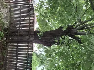 Tei trunchi și ramuri - imagine 4