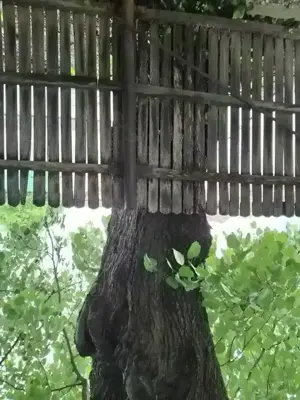 Tei trunchi și ramuri - imagine 2