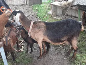 Capra  Anglonubiana De Vanzare.