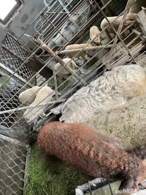 porci mangalita - imagine 2