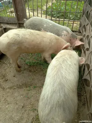 Vand Porci - imagine 2