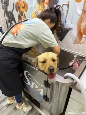 Frizerie animale de companie Galati   Salon canin Galati  - imagine 5