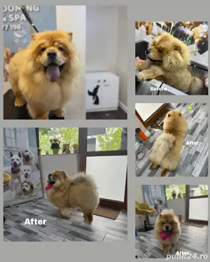 Frizerie animale de companie Galati   Salon canin Galati  - imagine 2