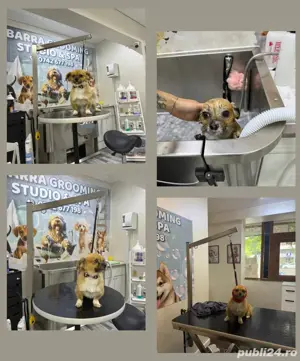 Frizerie animale de companie Galati   Salon canin Galati  - imagine 4
