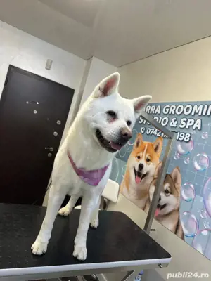 Frizerie animale de companie Galati   Salon canin Galati 