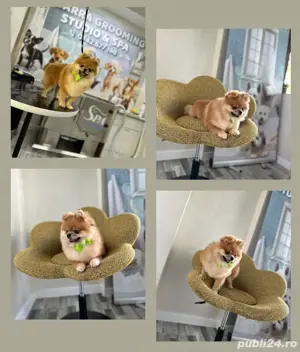 Frizerie animale de companie Galati   Salon canin Galati  - imagine 3