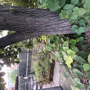 Vând casa central in Drăgănești-Olt pe strada principala  - imagine 3 Vând casa central in Drăgănești-Olt pe strada principala  - imagine 3