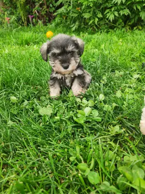 Schnauzeri pitici sare și piper și albi. - imagine 3