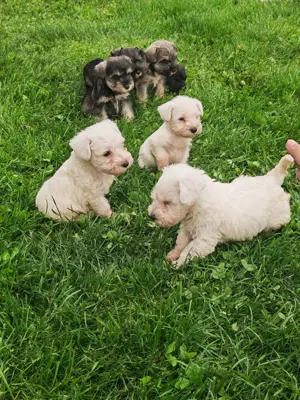 Schnauzeri pitici sare și piper și albi.