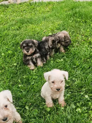 Schnauzeri pitici sare și piper și albi. - imagine 2