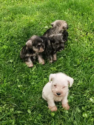 Schnauzeri pitici sare și piper și albi. - imagine 4