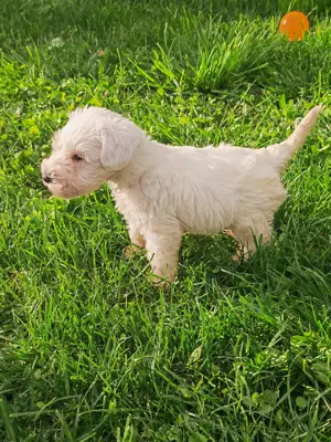 Schnauzeri pitici sare și piper și albi. - imagine 5