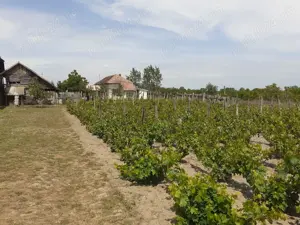 Vând casă Ostroveni Dolj  - imagine 4 Vând casă Ostroveni Dolj  - imagine 4