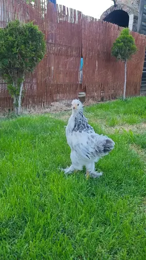 Vând pui brahma  - imagine 2