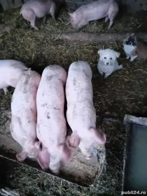 Vand porci rasa landrace 40-50kg 