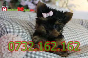 Cumpara legal catei Yorkshire Mini Toy cu Factura,Carnet,Microcip,Inregistrare-Livrare la Bucuresti - imagine 7