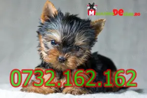 Cumpara legal catei Yorkshire Mini Toy cu Factura,Carnet,Microcip,Inregistrare-Livrare la Bucuresti - imagine 5