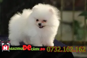 Cumpara legal catei Pomeranian cu FACTURA,Microcip,Carnet,Garantie,Pasaport-Livrare la Targu Mures - imagine 2