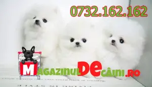 Cumpara Legal Spitz Pomeranian Alb cu Factura, Carnet,Microcip,Pasaport-Livrare la Bucuresti