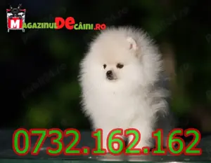 Cumpara legal catei Pomeranian Mini cu Factura,Pasaport, Microcip + - Pedigree-Livrare la Iasi - imagine 3