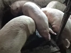 Porci 150-300kg de Tăiat  - imagine 4