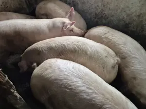 Porci 150-300kg de Tăiat  - imagine 3