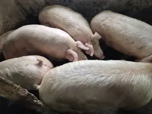 Porci 150-300kg de Tăiat  - imagine 2