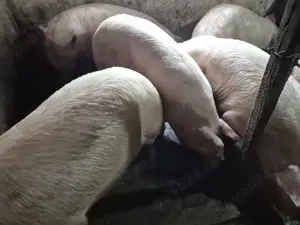 Porci 150-300kg de Tăiat 