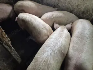 Porci 100-180kg de tăiat  - imagine 4