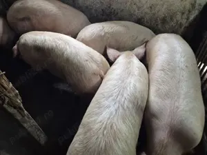 Porci 100-180kg de tăiat 