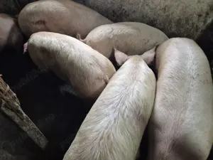 Porci 100-180kg de tăiat  - imagine 3