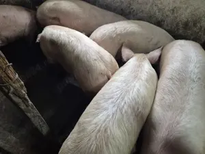 Porci 100-180kg de tăiat  - imagine 5