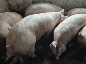 Porci intre 100-300kile  - imagine 5