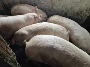 Porci intre 100-300kile  - imagine 3