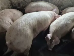 Porci 120-180kg rasă Pick