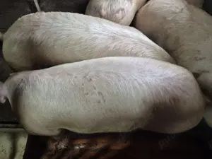 Porci 120-180kg rasă Pick - imagine 4