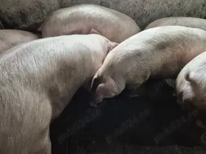 Porci 120-180kg rasă Pick - imagine 2