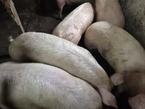 Porci 120-180kg rasă Pick - imagine 3