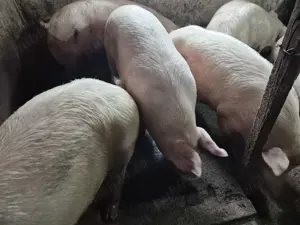 Porci 120-180kg rasă Pick - imagine 8