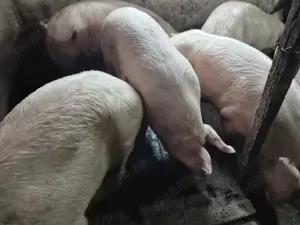 Porci 120-180kg rasă Pick - imagine 5