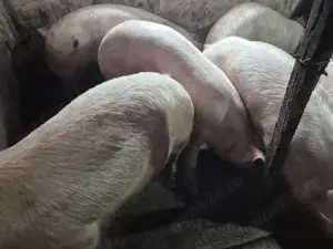 Porci 120-180kg rasă Pick - imagine 7