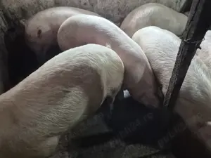 Porci 120-180kg rasă Pick - imagine 6