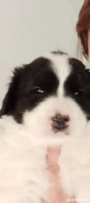 catelusi ciobănesc romanesc de Bucovina 